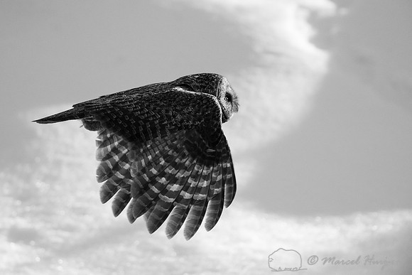 Great gray owl (Strix nebulosa), near Missoula, Montana