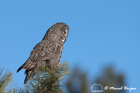 Great gray owl (Strix nebulosa), near Missoula, Montana