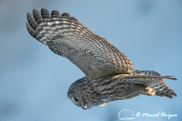 Great gray owl (Strix nebulosa), near Missoula, Montana