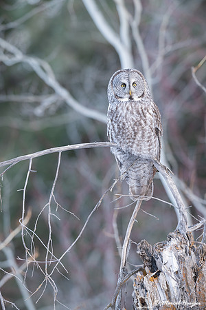 Great gray owl (Strix nebulosa), near Missoula, Montana