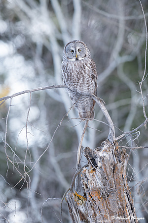Great gray owl (Strix nebulosa), near Missoula, Montana