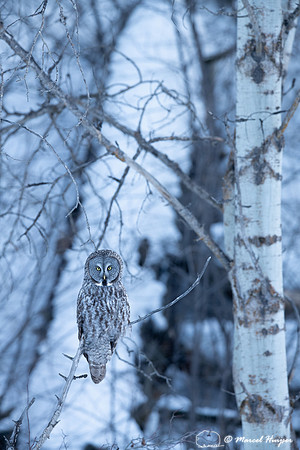 Great gray owl (Strix nebulosa), near Missoula, Montana