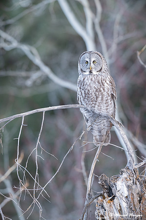 Great gray owl (Strix nebulosa), near Missoula, Montana