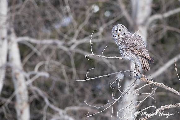 Great gray owl (Strix nebulosa), near Missoula, Montana
