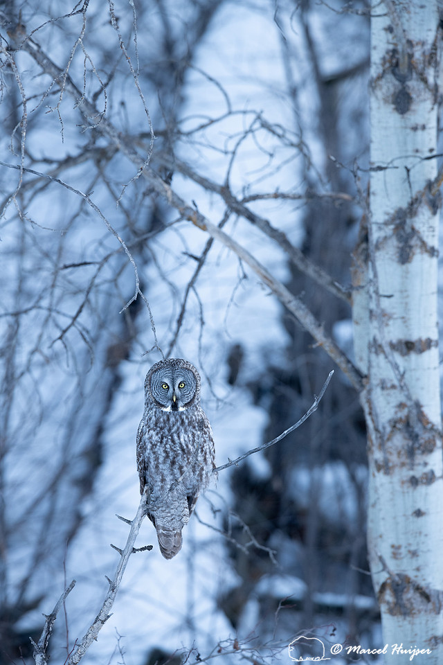 Great gray owl (Strix nebulosa), near Missoula, Montana