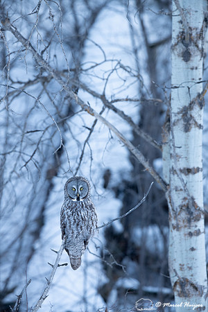 Great gray owl (Strix nebulosa), near Missoula, Montana