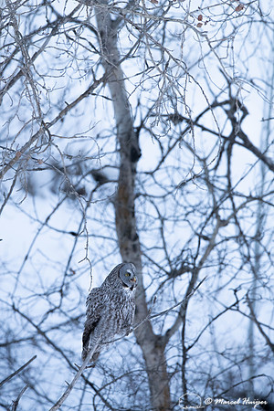Great gray owl (Strix nebulosa) eats vole, near Missoula, Montan
