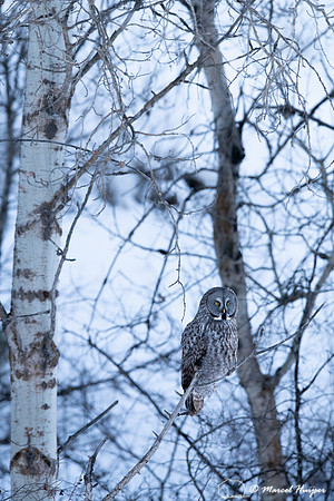 Great gray owl (Strix nebulosa), near Missoula, Montana