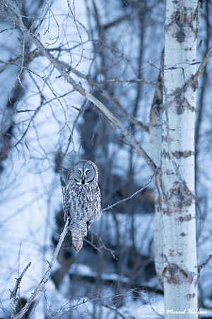 Great gray owl (Strix nebulosa), near Missoula, Montana