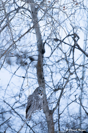 Great gray owl (Strix nebulosa) eats vole, near Missoula, Montan