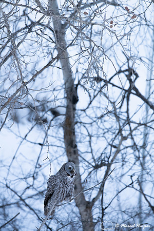 Great gray owl (Strix nebulosa) eats vole, near Missoula, Montan