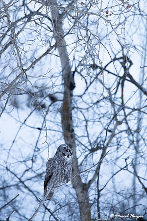 Great gray owl (Strix nebulosa) eats vole, near Missoula, Montan