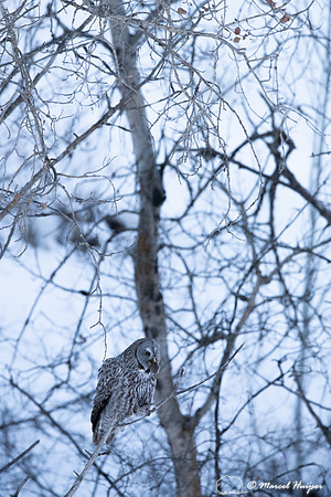 Great gray owl (Strix nebulosa) eats vole, near Missoula, Montan