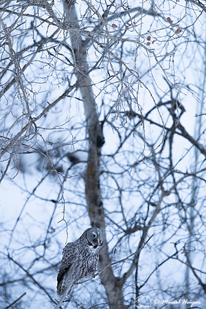 Great gray owl (Strix nebulosa) eats vole, near Missoula, Montan