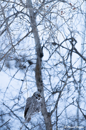 Great gray owl (Strix nebulosa) eats vole, near Missoula, Montan