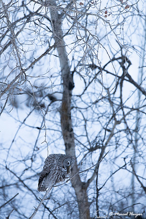 Great gray owl (Strix nebulosa) eats vole, near Missoula, Montan