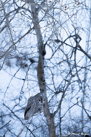 Great gray owl (Strix nebulosa) eats vole, near Missoula, Montan