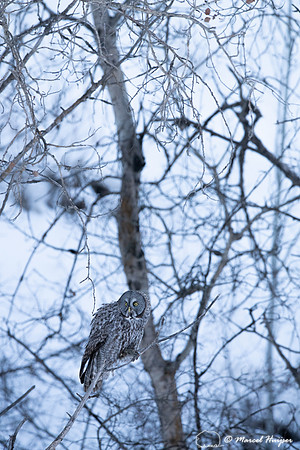 Great gray owl (Strix nebulosa) eats vole, near Missoula, Montan