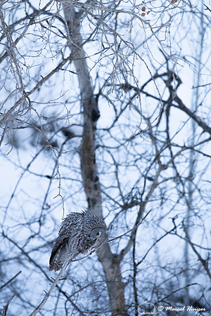 Great gray owl (Strix nebulosa) eats vole, near Missoula, Montan