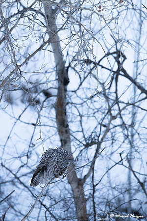 Great gray owl (Strix nebulosa) eats vole, near Missoula, Montan