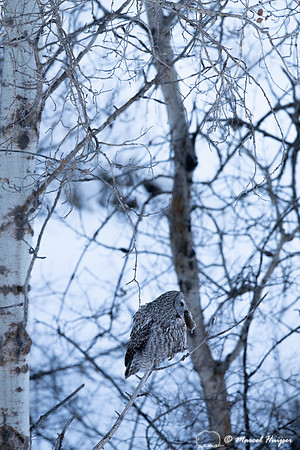 Great gray owl (Strix nebulosa) eats vole, near Missoula, Montan