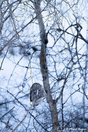 Great gray owl (Strix nebulosa) eats vole, near Missoula, Montan
