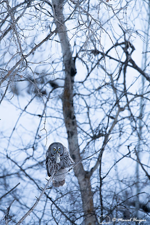 Great gray owl (Strix nebulosa) eats vole, near Missoula, Montan