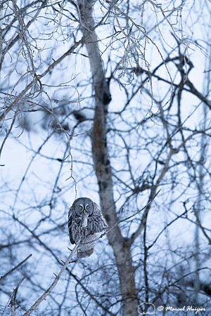 Great gray owl (Strix nebulosa) eats vole, near Missoula, Montan