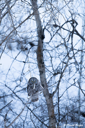 Great gray owl (Strix nebulosa) eats vole, near Missoula, Montan