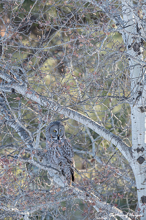 Great gray owl (Strix nebulosa), near Missoula, Montana