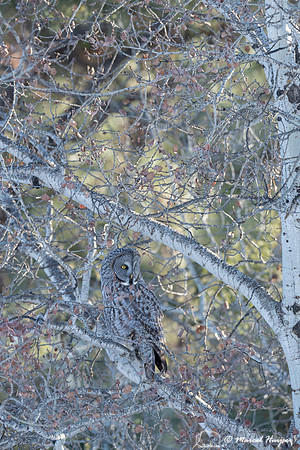 Great gray owl (Strix nebulosa), near Missoula, Montana