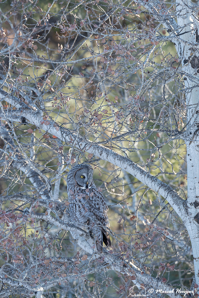 Great gray owl (Strix nebulosa), near Missoula, Montana