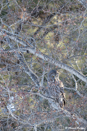Great gray owl (Strix nebulosa), near Missoula, Montana