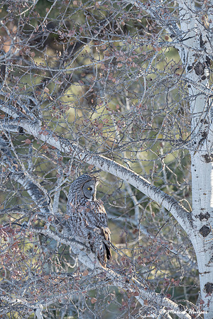 Great gray owl (Strix nebulosa), near Missoula, Montana