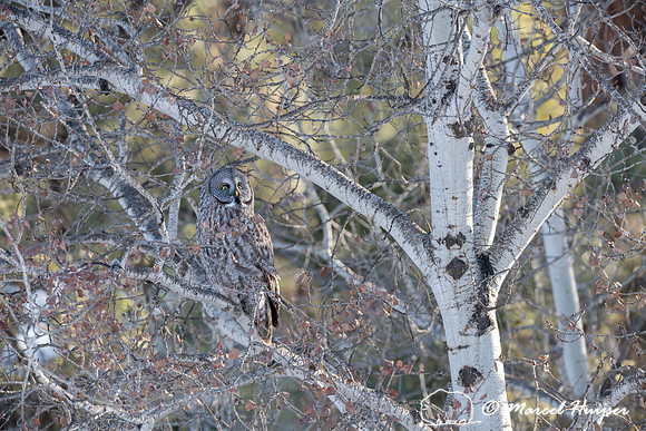 Great gray owl (Strix nebulosa), near Missoula, Montana