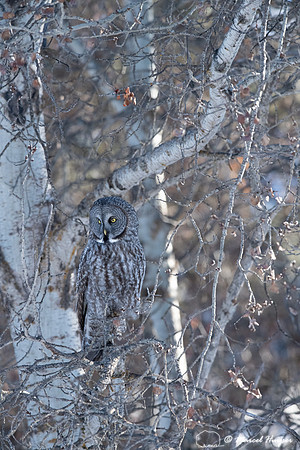 Great gray owl (Strix nebulosa), near Missoula, Montana