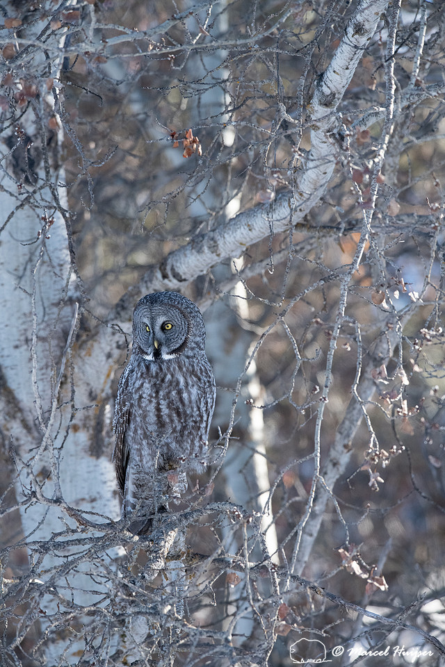 Great gray owl (Strix nebulosa), near Missoula, Montana
