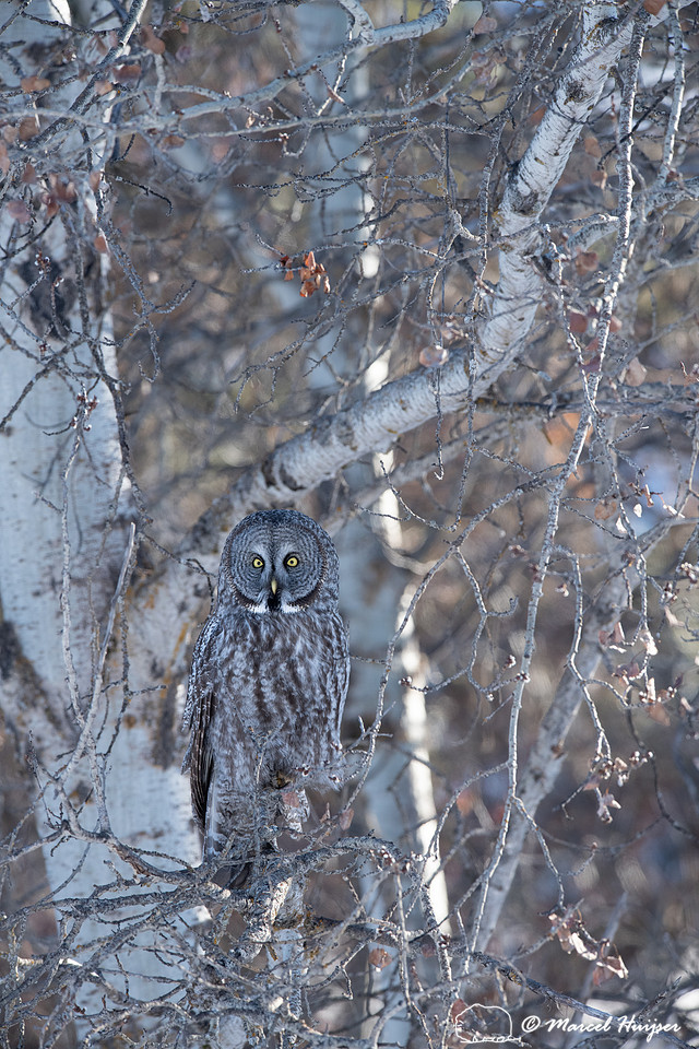 Great gray owl (Strix nebulosa), near Missoula, Montana