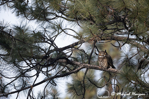 Great horned owl (Bubo virginianus), Lee Metcalf National Wildli