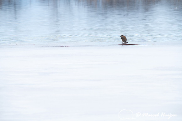 Muskrat (Ondatra zibethicus), Lee Metcalf National Wildlife Refu