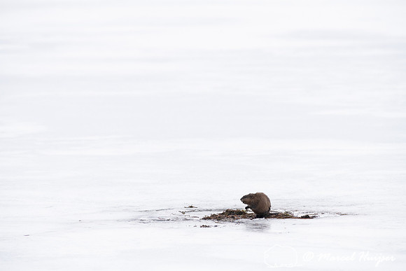 Muskrat (Ondatra zibethicus), Lee Metcalf National Wildlife Refu