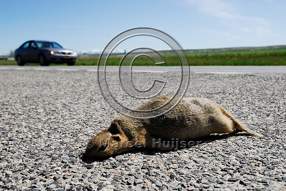 Uinta ground squirrel (Spermophilus armatus) roadkill, MT