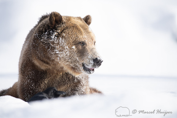 Grizzly bear (Ursus arctos) (captive animal) in winter, Montana,