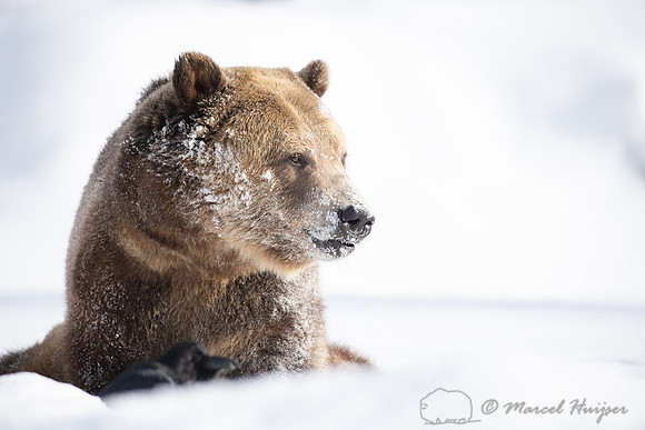 Grizzly bear (Ursus arctos) (captive animal) in winter, Montana,