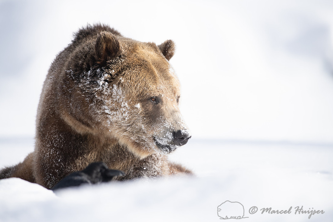 Grizzly bear (Ursus arctos) (captive animal) in winter, Montana,