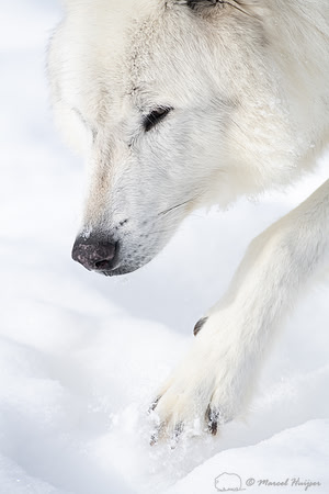 Wolf (Canis lupus) (captive animal) in winter, Montana, USA