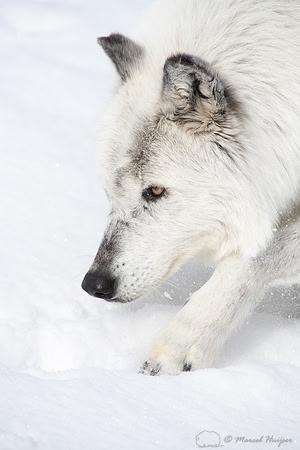 Wolf (Canis lupus) (captive animal) in winter, Montana, USA