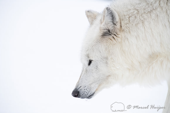 Wolf (Canis lupus) (captive animal) in winter, Montana, USA