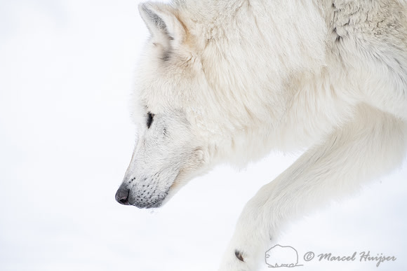 Wolf (Canis lupus) (captive animal) in winter, Montana, USA