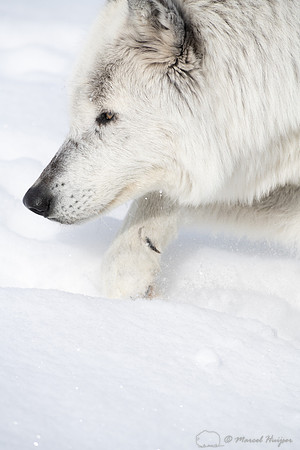Wolf (Canis lupus) (captive animal) in winter, Montana, USA